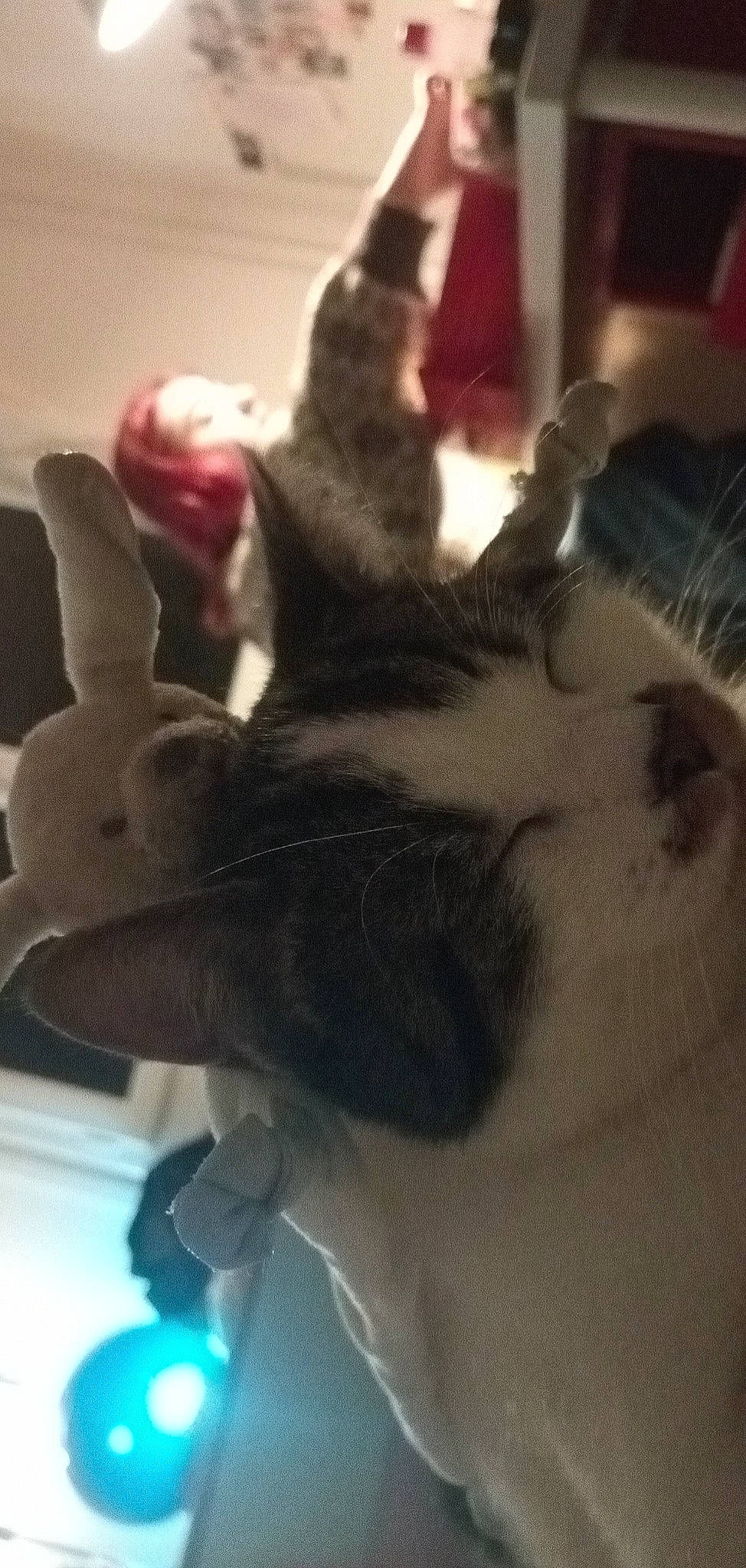 Satie participe au concours pour gagner de l'argent avec cette photo : carnivore, cat, claw, domestic_short_haired_cat, ear, felidae, foot, fur, gesture, human_leg, jaw, nail, nose, paw, selfie, small_to_medium_sized_cats, snout, tail, thumb, whiskers