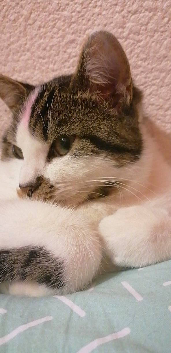 Satie participe au concours pour gagner de l'argent avec cette photo : carnivore, cat, claw, domestic_short_haired_cat, felidae, foot, fur, paw, small_to_medium_sized_cats, snout, tail, terrestrial_animal, whiskers, window