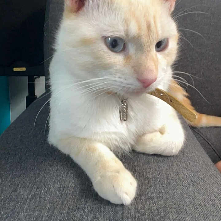 Nougat
