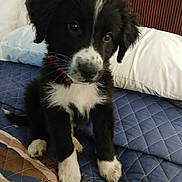 Bubba Derby joined the competition — help win amazing prizes! animal, bed, bedroom, black_and_white, collar, cute, dog, ears, fur, indoor, looking, nose, pet, pillow, puppy, quilt, sitting, small, whiskers, young