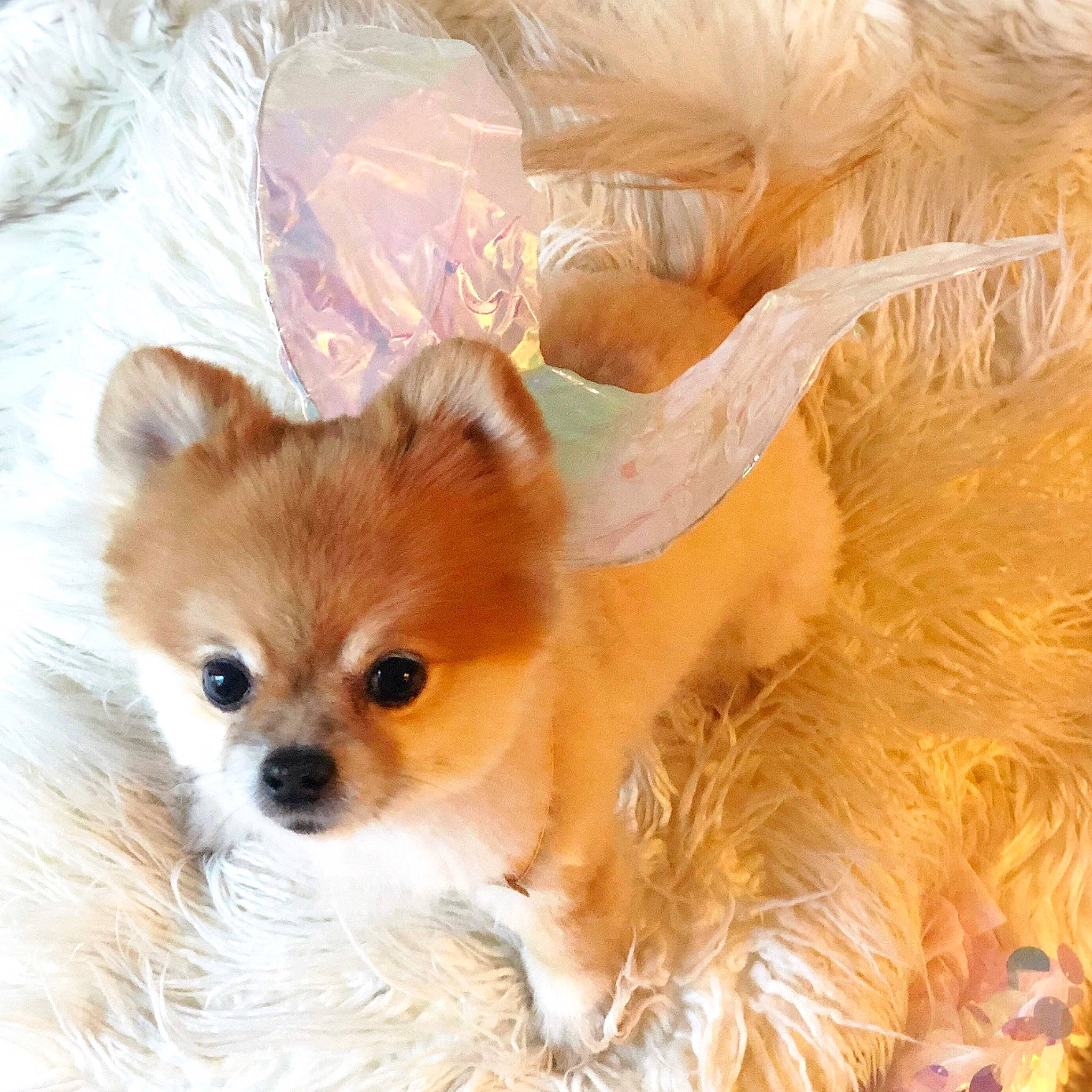 Nitro joined the competition — help win amazing prizes! canidae, carnivore, chihuahua, companion_dog, dog, dog_breed, fawn, german_spitz, german_spitz_klein, german_spitz_mittel, mammal, pomeranian, puppy, puppy_love, snout, spitz, sporting_group, toy_dog, vertebrate, whiskers