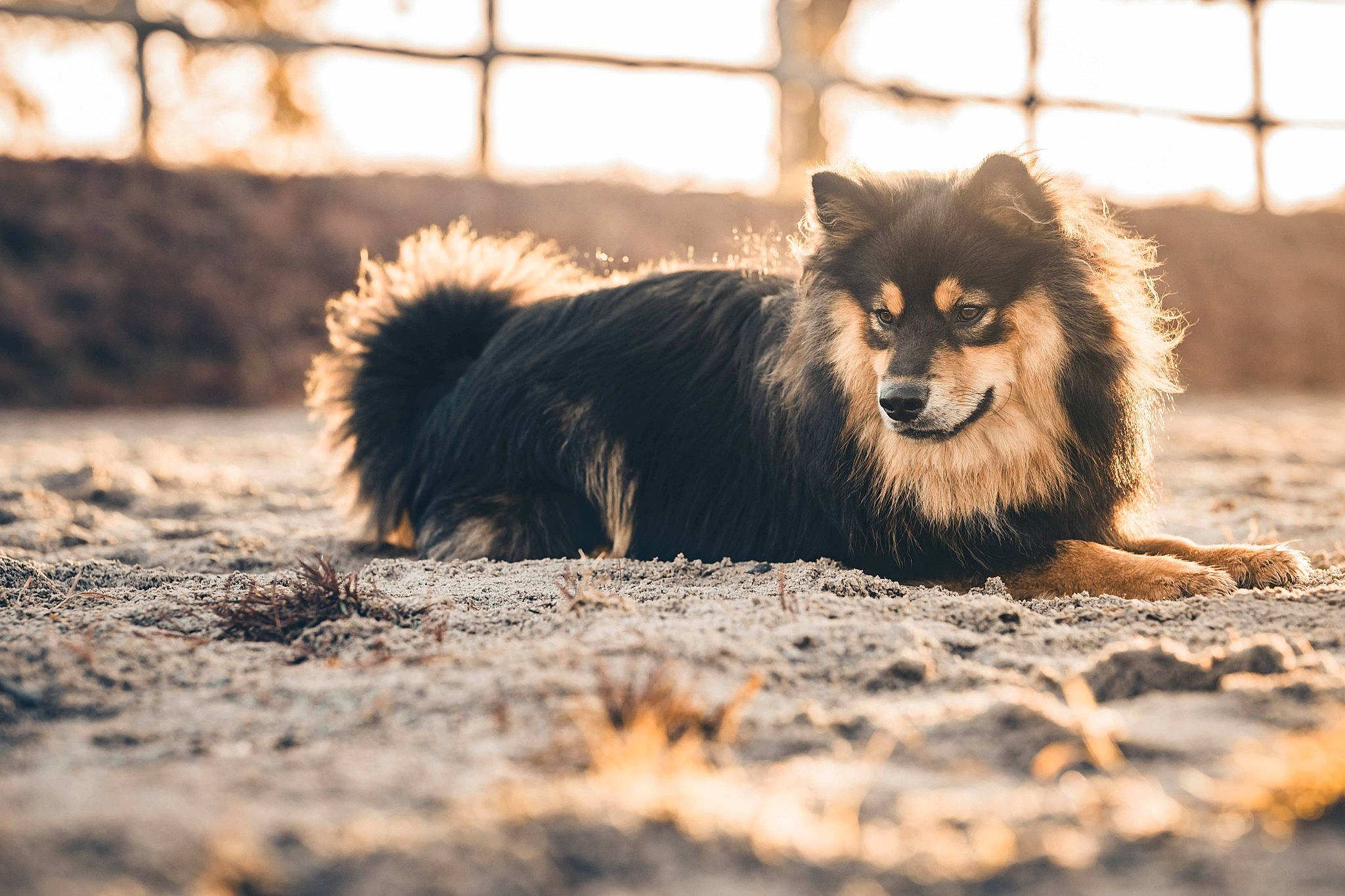 Taîko a rejoint le concours — aidez-le/la à gagner de superbes lots ! canidae, carnivore, companion_dog, dog, dog_breed, fawn, felidae, fence, foot, fur, grass, herding_dog, plant, snout, sporting_group, tail, terrestrial_animal, tree, whiskers, wildlife