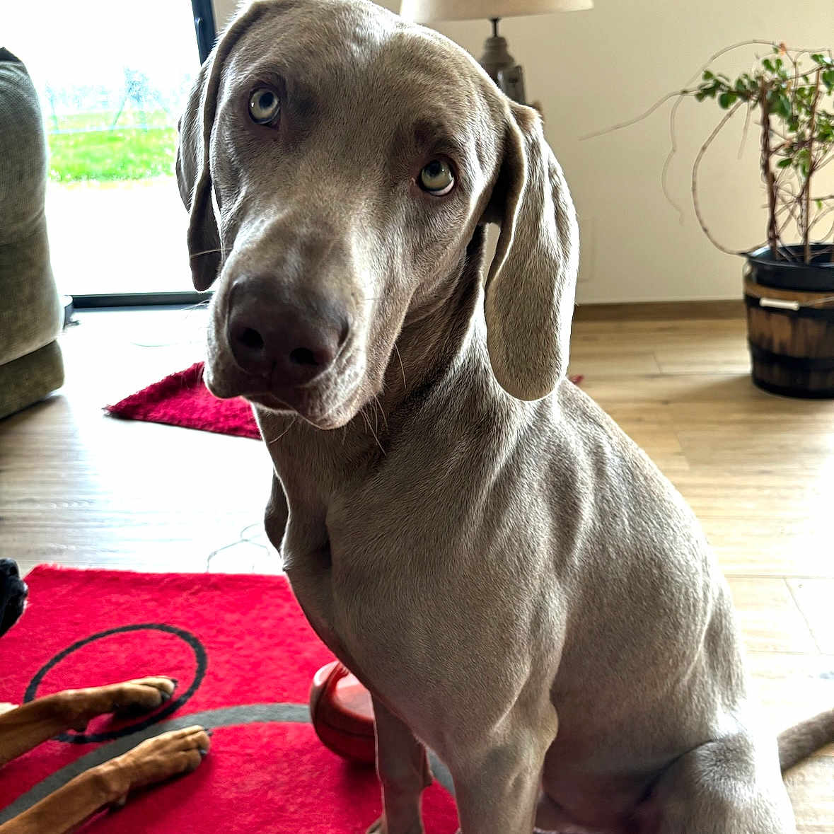 Usko