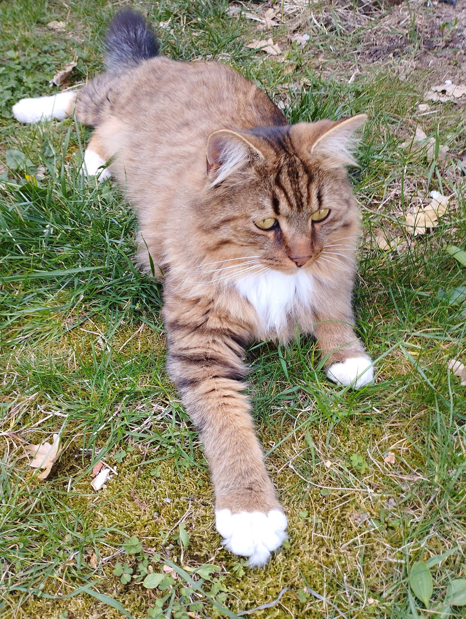 Schiko participe au concours pour gagner de l'argent avec cette photo : carnivore, cat, claw, domestic_short_haired_cat, fawn, felidae, fur, grass, groundcover, maine_coon, plant, small_to_medium_sized_cats, snout, tail, terrestrial_animal, whiskers, wildlife