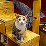 Iris a rejoint le concours — aidez-le/la à gagner de superbes lots ! cat, calico_cat, animal, pet, sitting, portrait, open_mouth, whiskers, ears, green_eyes, wooden_crates, wood, rustic, blanket, star_pattern, indoor, workshop, storage, boots, closeup