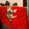 Iris participe au concours pour gagner de l'argent avec cette photo : cat, feline, pet, animal, calico, tabby, sitting, lounging, relaxed, paws, tail, face, whiskers, ears, red_couch, indoor, living_room, shoes, furniture, portrait