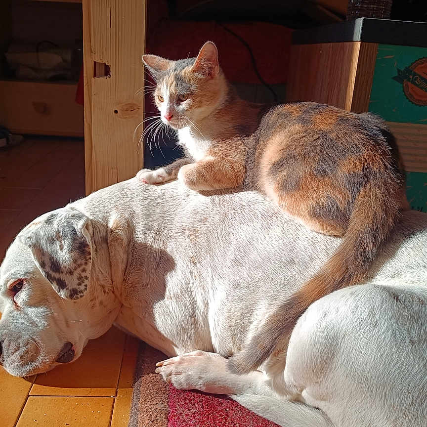 Iris participe au concours pour gagner de l'argent avec cette photo : cat, dog, bulldog, pet, animal, sleeping, sitting, sunlight, indoors, home, floor, tiles, furniture, coffee_sign, vintage, warm_lighting, companionship, relaxed, cute, photography