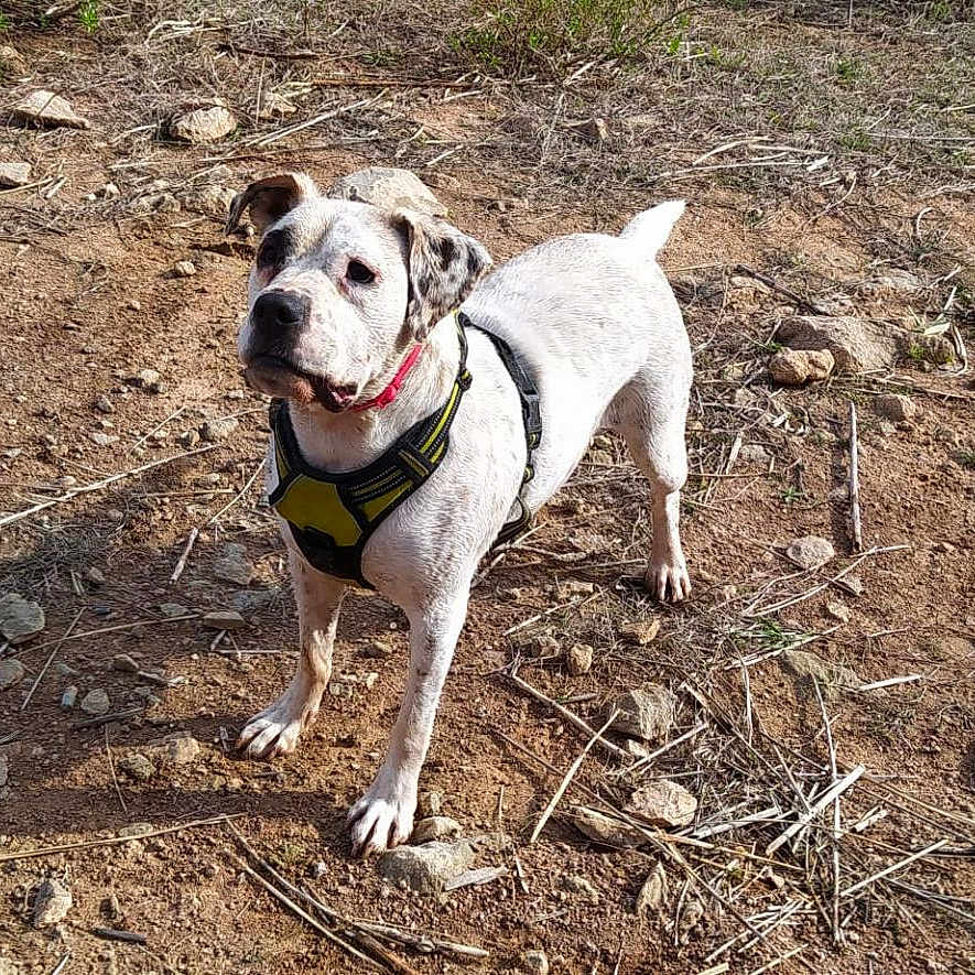 Duna a rejoint le concours — aidez-le/la à gagner de superbes lots ! dog, canine, pet, outdoors, ground, dirt, rocks, stones, dry_landscape, sunlight, harness, collar, standing, looking_at_camera, short_hair, white_fur, brown_patches, tail, animal_portrait, nature