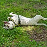 Duna participe au concours pour gagner de l'argent avec cette photo : dog, white_dog, pet, animal, harness, outdoors, grass, garden, lying_down, rolling_over, playful, happy, relaxed, summer, nature, greenery, clover, sunlight, side_view, photography