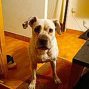 Duna participe au concours pour gagner de l'argent avec cette photo : dog, pet, animal, portrait, standing, indoors, hallway, tile_floor, rug, door, wood, furniture, home, white_dog, short_hair, floppy_ears, facial_expression, looking_at_camera, warm_lighting, full_body