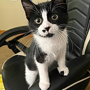Nyx is registered to the contest to win money with this photo: cat, kitten, tuxedo_cat, black_and_white, whiskers, wide_eyes, gaming_chair, armrest, pet, indoor, fur, paw, portrait, curious, cute, sitting, close_up, seat, young, eye_contact