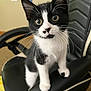 cat, kitten, tuxedo_cat, black_and_white, whiskers, wide_eyes, gaming_chair, armrest, pet, indoor, fur, paw, portrait, curious, cute, sitting, close_up, seat, young, eye_contact