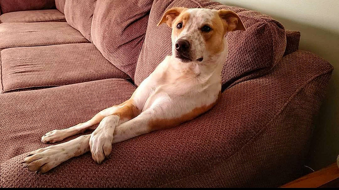 Obi Wan Kenobi is registered to the contest to win money with this photo: canidae, carnivore, companion_dog, dog, dog_breed, fawn, labrador_retriever, mammal, sporting_group, vertebrate