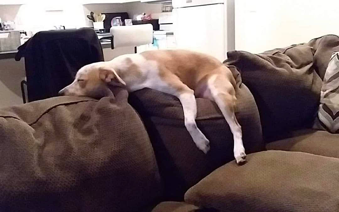 Obi Wan Kenobi joined the competition — help win amazing prizes! canidae, carnivore, comfort, companion_dog, couch, dog, dog_breed, fawn, furniture, greyhound, italian_greyhound, labrador_retriever, lurcher, mammal, pointing_breed, snout, sporting_group, vertebrate, weimaraner, whippet