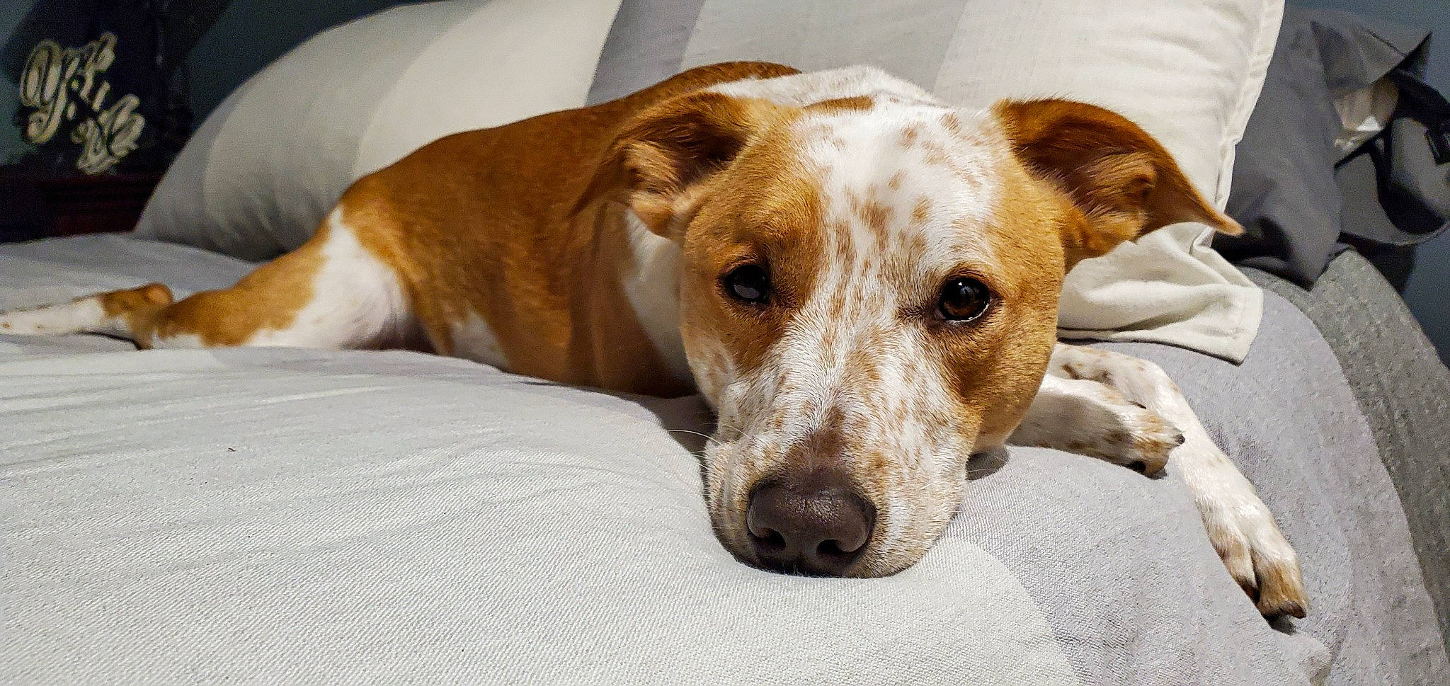 Obi Wan Kenobi is registered to the contest to win money with this photo: canidae, carnivore, companion_dog, dog, dog_breed, feist, mammal, potcake_dog, snout, street_dog, vertebrate, whiskers