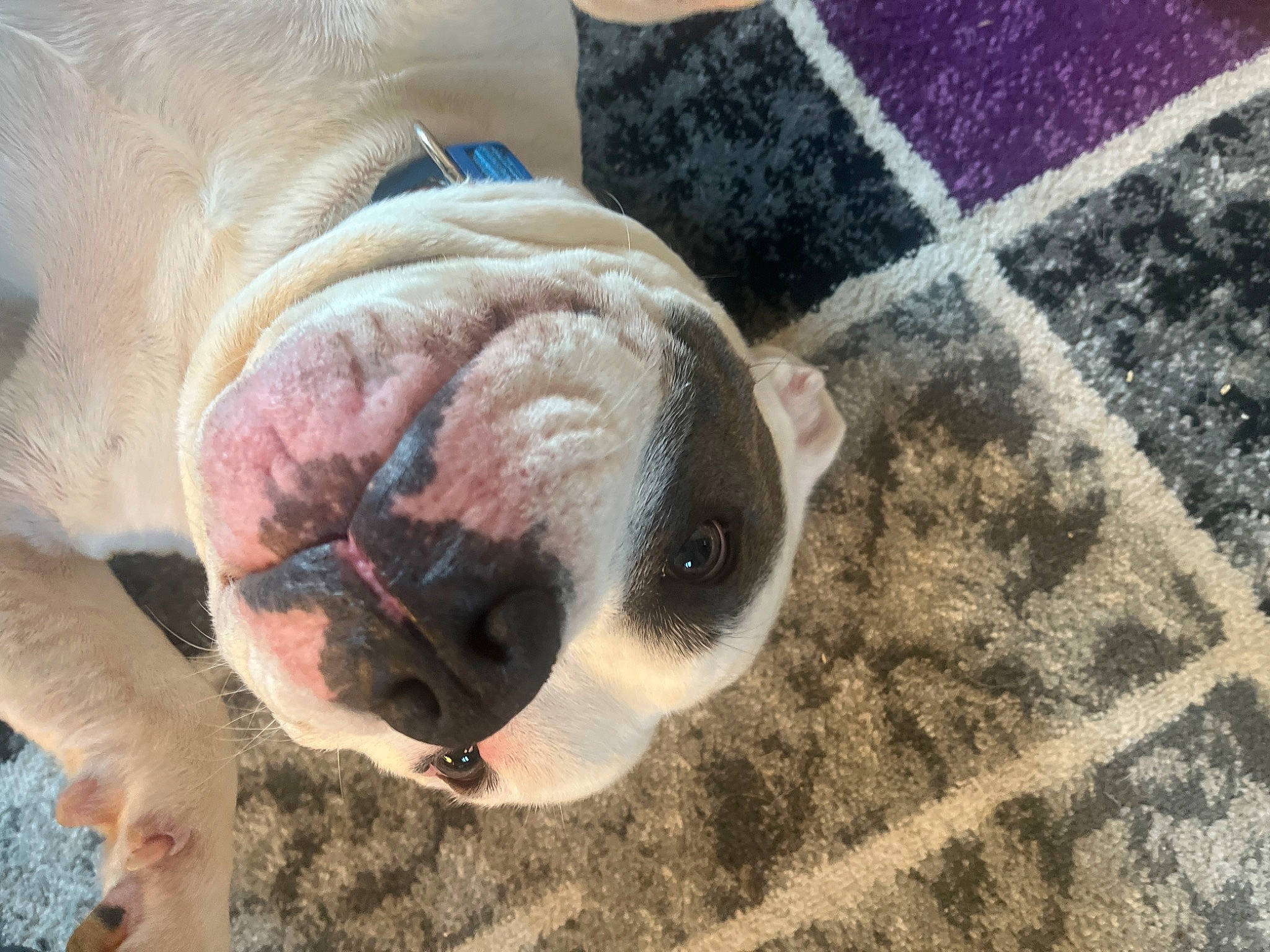 Bear is registered to the contest to win money with this photo: carnivore, comfort, companion_dog, dog, dog_breed, fawn, flooring, foot, fur, pattern, pug, snout, sporting_group, sunglasses, tail, whiskers, wool, working_animal, woven_fabric, wrinkle