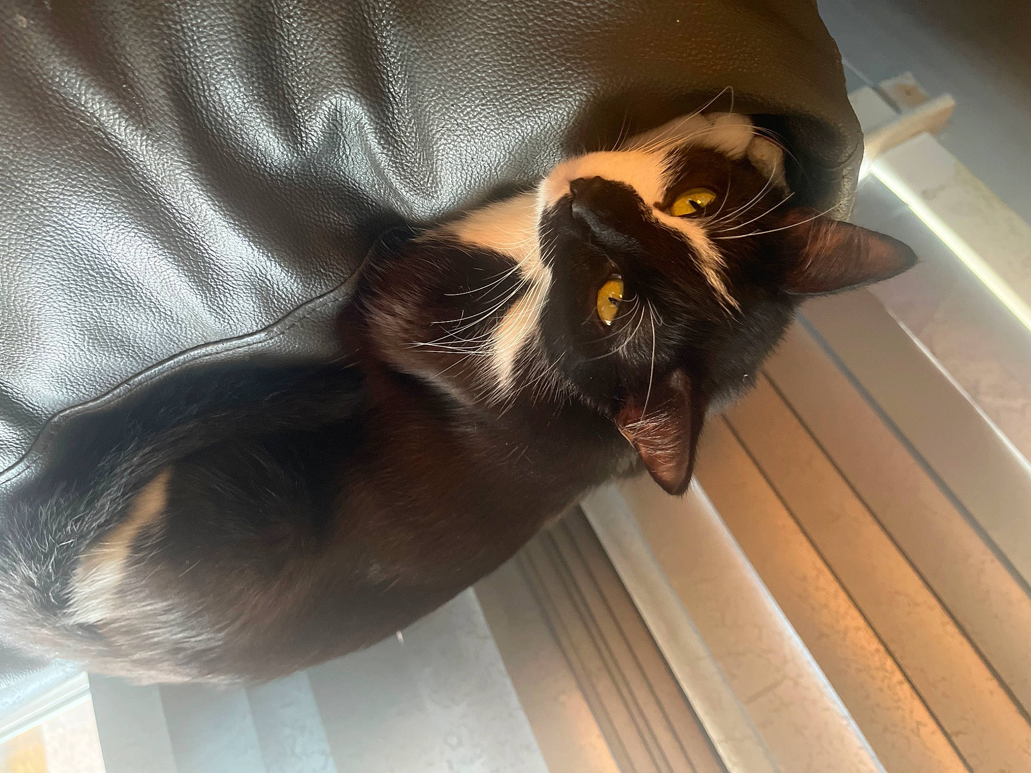 Kalani joined the competition — help win amazing prizes! black_cat, carnivore, cat, claw, comfort, domestic_short_haired_cat, eyewear, felidae, flooring, fur, hardwood, metal, paw, small_to_medium_sized_cats, snout, sunglasses, tail, tints_and_shades, whiskers, wood