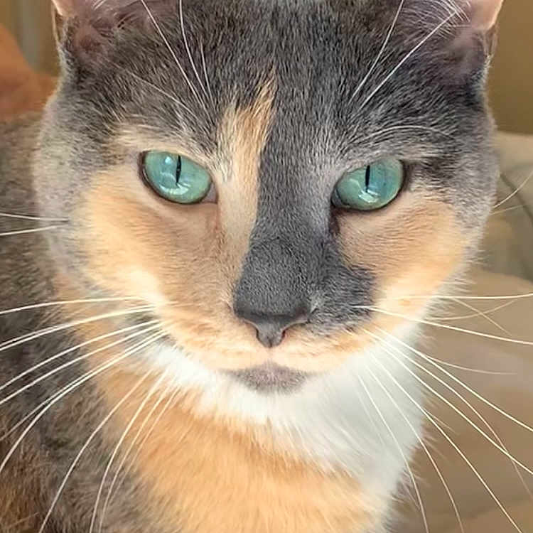 Kitty is registered to the contest to win money with this photo: animal, blue_eyes, blurred_background, calm, cat, close_up, cute, domestic_cat, ears, expression, face, feline, fur, indoor, looking_at_camera, nose, pet, portrait, soft_light, whiskers