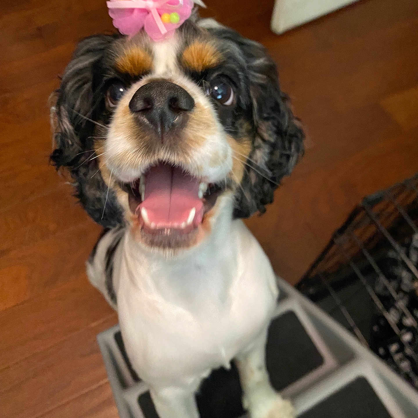 Luna joined the competition — help win amazing prizes! animal, canine, cockerspaniel, cream, dessert, dog, face, flower, flowerarrangement, food, head, icing, papillon, person, pet, petal, photography, plant, portrait, puppy