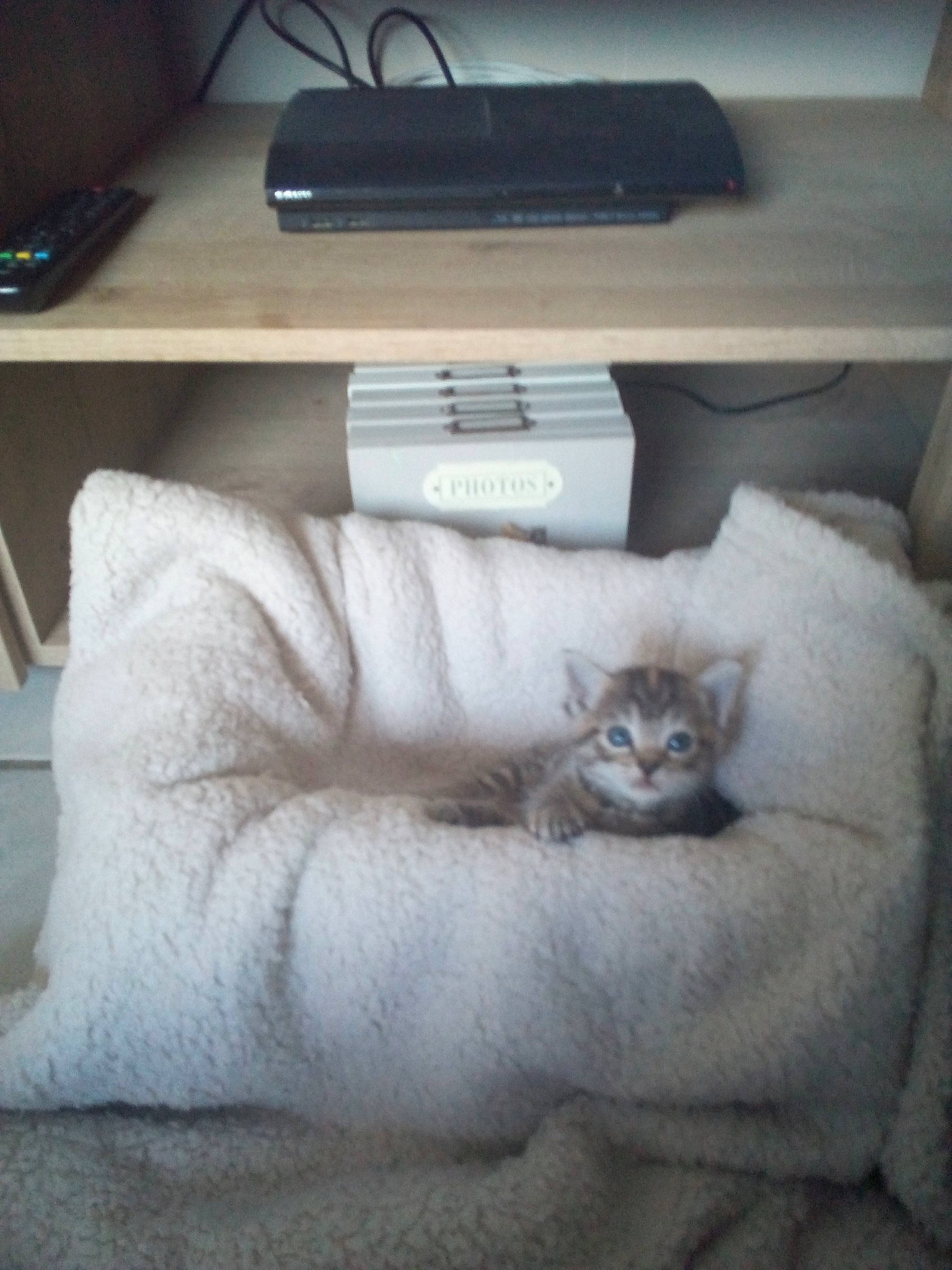 Olie participe au concours pour gagner de l'argent avec cette photo : bag, bed, bedding, bedroom, carnivore, cat, comfort, felidae, flooring, fur, grey, hardwood, linens, luggage_and_bags, mattress, office_supplies, small_to_medium_sized_cats, table, whiskers, wood