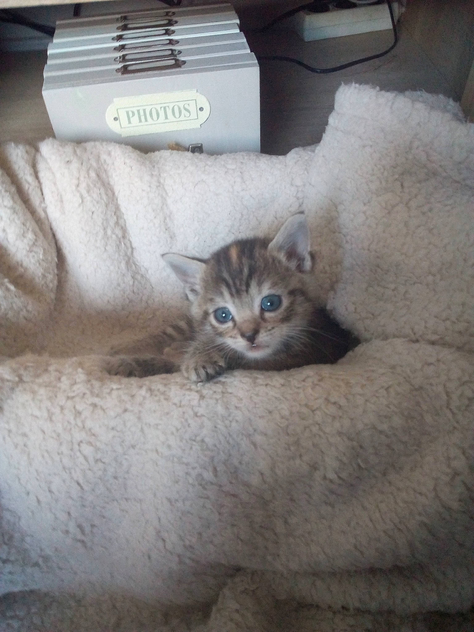 Olie a rejoint le concours — aidez-le/la à gagner de superbes lots ! carnivore, cat, cat_supply, comfort, couch, domestic_short_haired_cat, felidae, flooring, fur, grey, paw, photo_caption, small_to_medium_sized_cats, snout, tail, whiskers, window