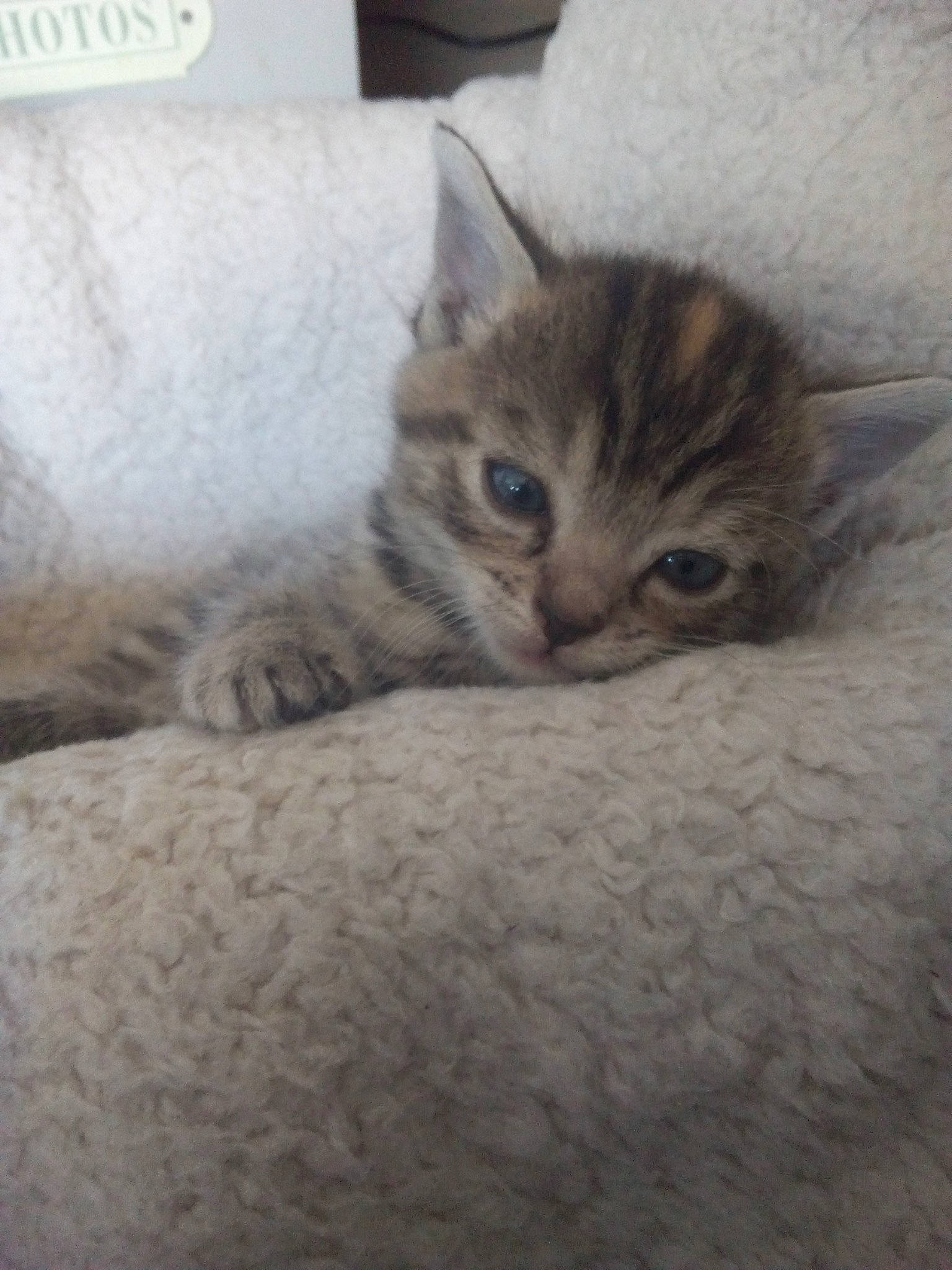 Olie participe au concours pour gagner de l'argent avec cette photo : carnivore, cat, claw, comfort, domestic_short_haired_cat, felidae, fur, grey, paw, small_to_medium_sized_cats, snout, terrestrial_animal, whiskers, wood