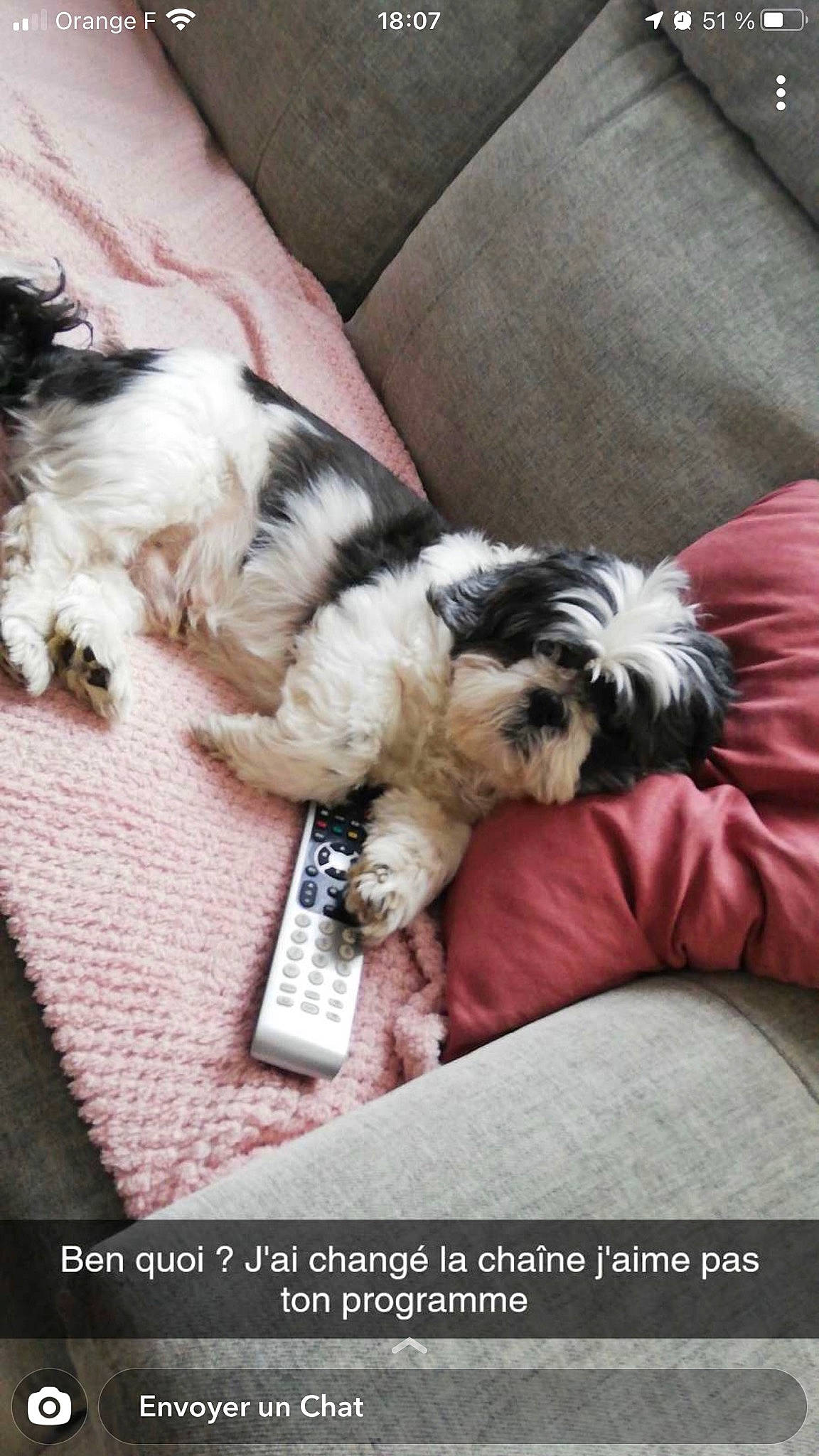 Haribo participe au concours pour gagner de l'argent avec cette photo : canidae, carnivore, comfort, companion_dog, dog, dog_breed, dog_supply, fawn, fur, liver, mal_shi, pet_supply, shih_poo, shih_tzu, small_terrier, snout, sporting_group, terrier, toy_dog, working_animal