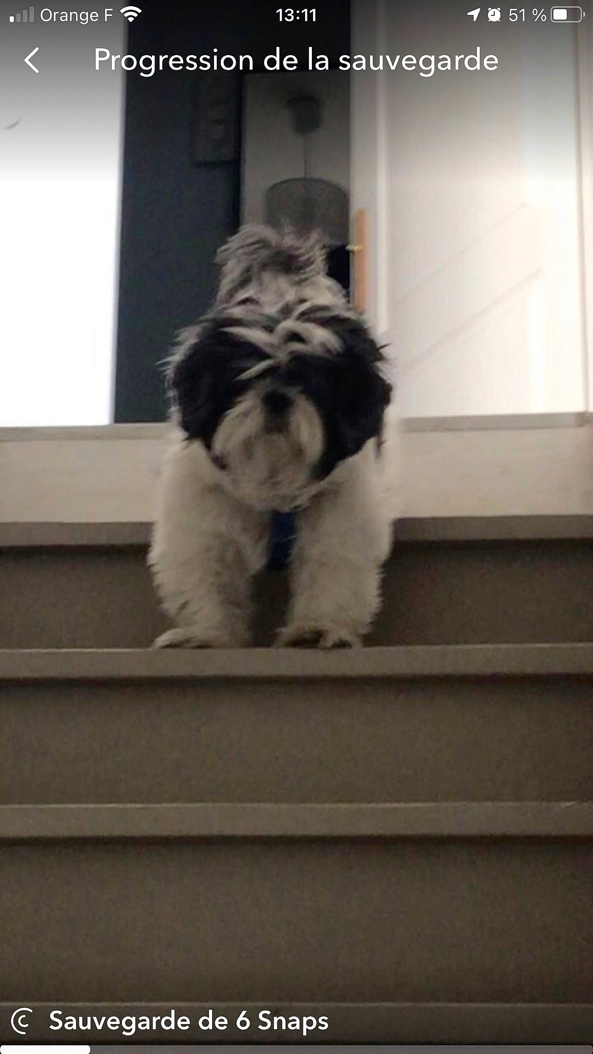 Haribo participe au concours pour gagner de l'argent avec cette photo : canidae, carnivore, cloud, cockapoo, companion_dog, dog, dog_breed, felidae, fur, maltepoo, poodle_crossbreed, puppy, schnauzer, shih_tzu, small_terrier, snout, sporting_group, terrier, toy_dog, working_animal