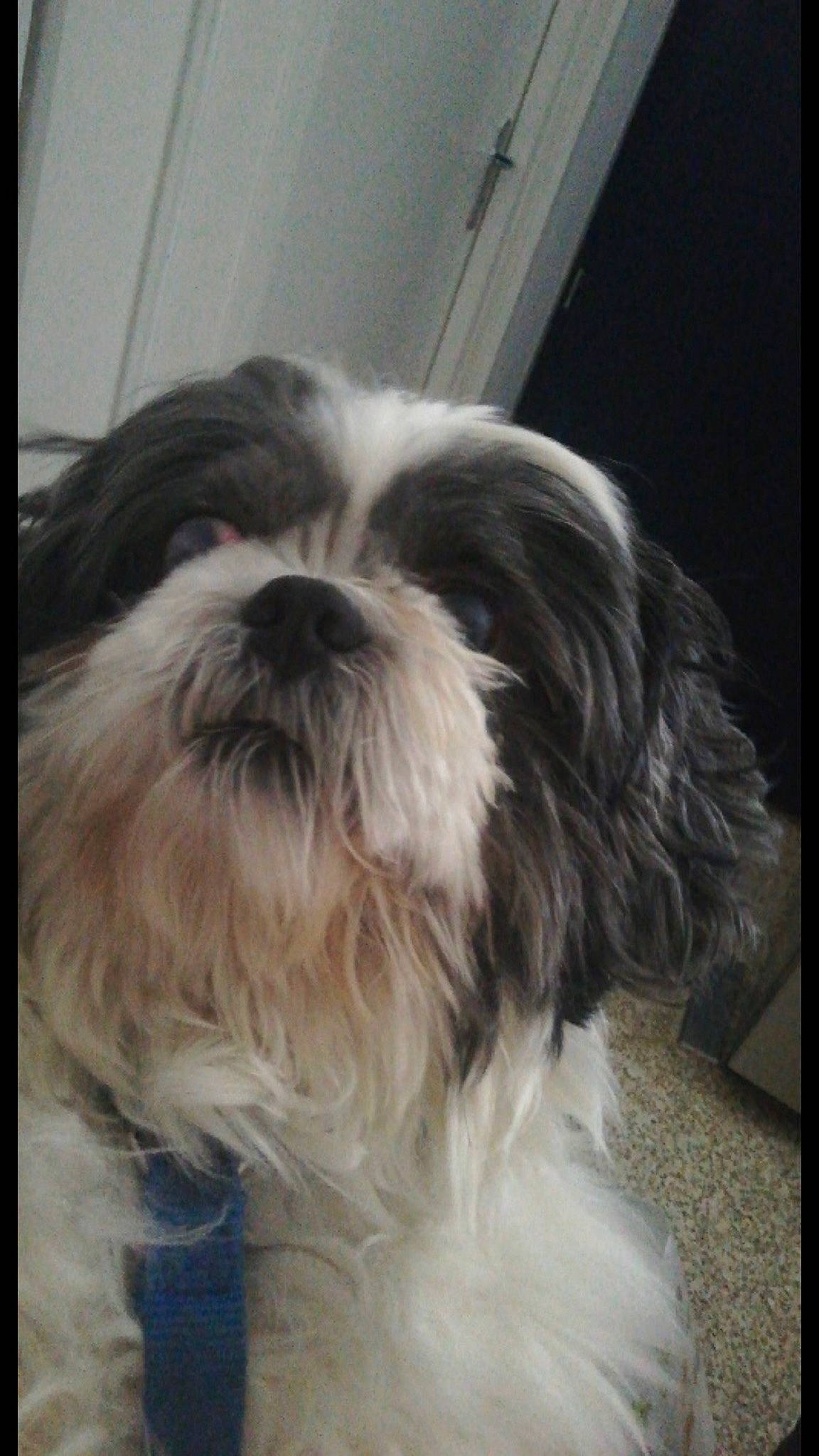 Haribo participe au concours pour gagner de l'argent avec cette photo : canidae, carnivore, comfort, companion_dog, dog, dog_breed, fawn, fur, hair, head, liver, mal_shi, maltepoo, shih_poo, shih_tzu, snout, sporting_group, terrestrial_animal, toy_dog, working_animal