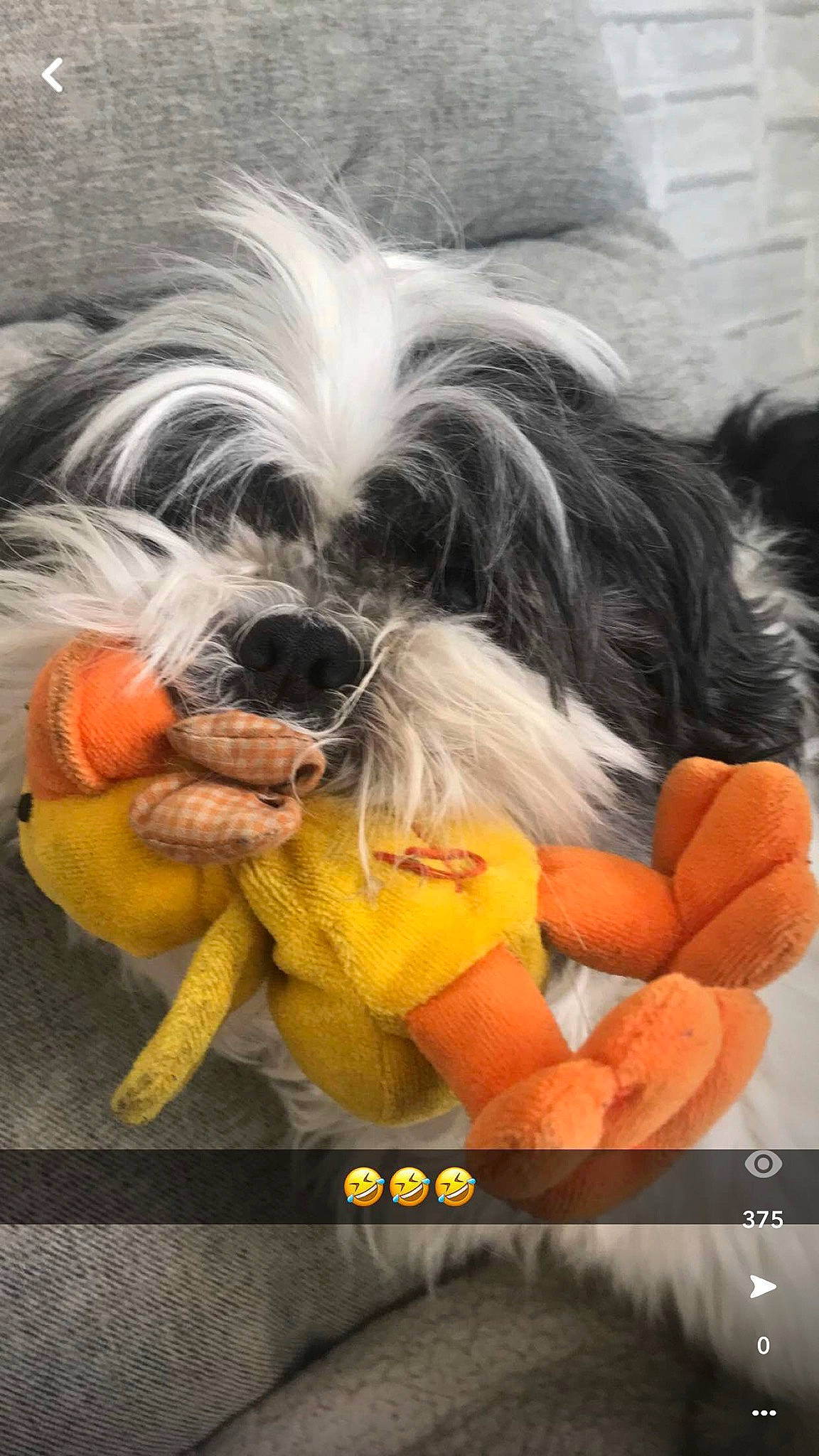 Haribo a rejoint le concours — aidez-le/la à gagner de superbes lots ! art, canidae, carnivore, companion_dog, dog, dog_breed, dog_clothes, dog_supply, fashion_accessory, fictional_character, font, fur, graphics, orange, paw, small_terrier, sporting_group, tail, terrier, toy_dog