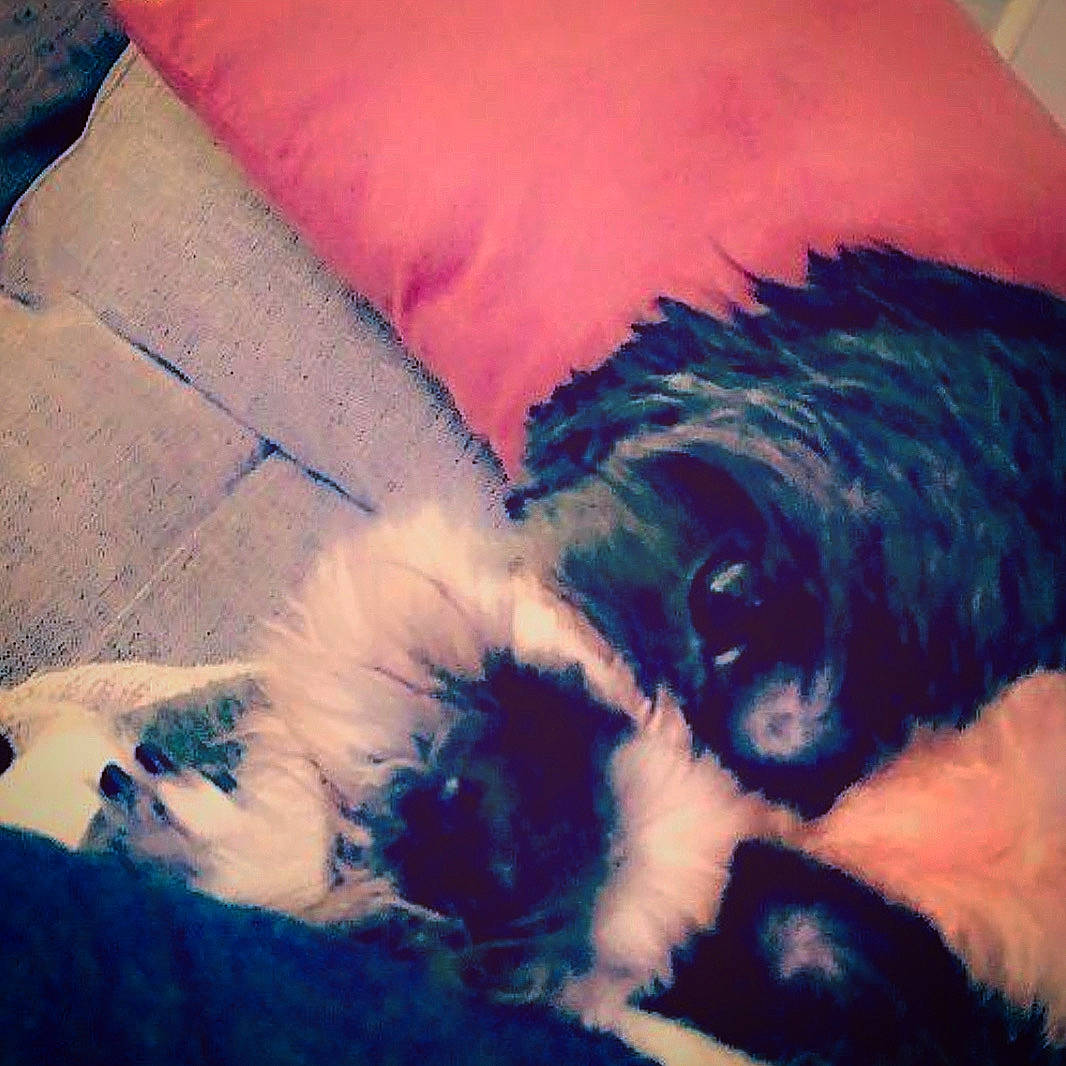 Jafar a rejoint le concours — aidez-le/la à gagner de superbes lots ! canidae, carnivore, cloud, comfort, companion_dog, dog, dog_breed, ear, electric_blue, flesh, fur, love, mammal, meteorological_phenomenon, paw, snout, sporting_group, tail, toy_dog, working_animal