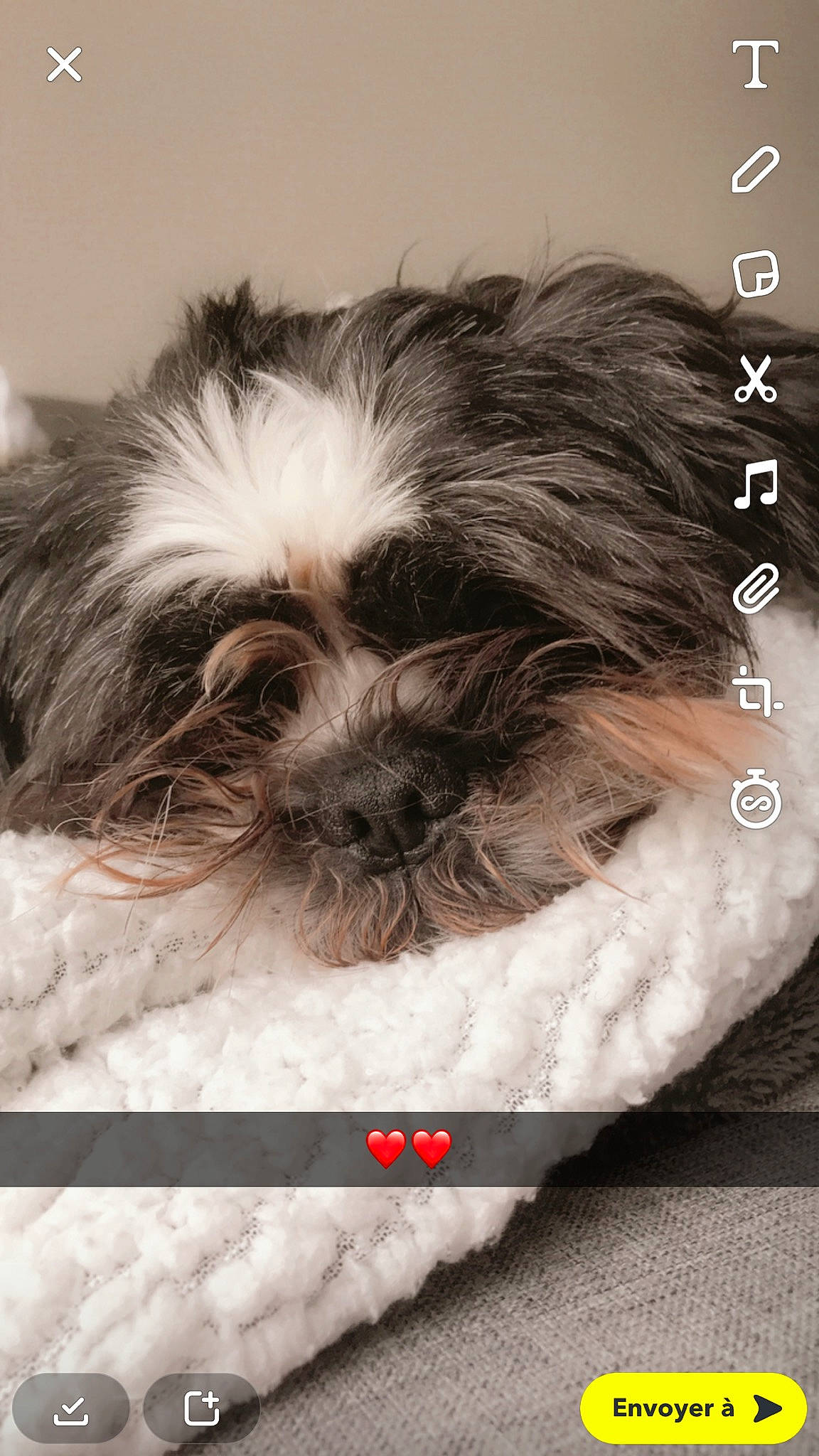 Jafar participe au concours pour gagner de l'argent avec cette photo : canidae, carnivore, comfort, companion_dog, dog, dog_breed, dog_supply, font, fur, liver, mammal, shih_poo, shih_tzu, small_terrier, snout, sporting_group, terrestrial_animal, terrier, toy_dog, working_animal