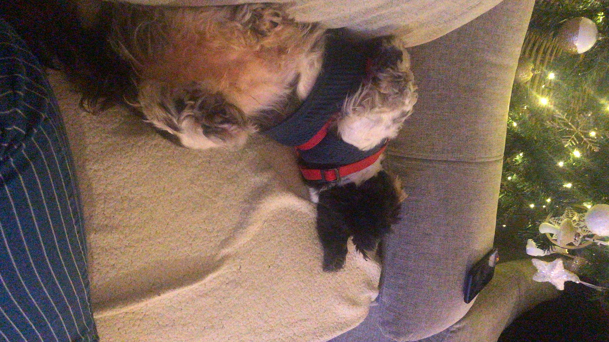 Jafar a rejoint le concours — aidez-le/la à gagner de superbes lots ! carnivore, cat, christmas_tree, collar, comfort, companion_dog, conifer, dog, dog_breed, event, felidae, fur, liver, ornament, pet_supply, small_to_medium_sized_cats, snout, tail, whiskers, working_animal