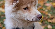 Bueno participe au concours pour gagner de l'argent avec cette photo : animal, autumn, brown, canine, closeup, cute, dog, fluffy, fur, harness, leaves, nature, outdoor, pet, portrait, puppy, side_view, sitting, soft_focus, young