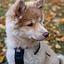 Bueno participe au concours pour gagner de l'argent avec cette photo : animal, autumn, brown, canine, closeup, cute, dog, fluffy, fur, harness, leaves, nature, outdoor, pet, portrait, puppy, side_view, sitting, soft_focus, young