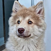 Bueno a rejoint le concours — aidez-le/la à gagner de superbes lots ! puppy, dog, fluffy, cute, pet, animal, young, fur, ears, nose, portrait, indoors, curious, closeup, canine, adorable, face, whiskers, brown_eyes, soft