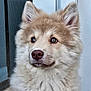 adorable, animal, brown_eyes, canine, closeup, curious, cute, dog, ears, face, fluffy, fur, indoors, nose, pet, portrait, puppy, soft, whiskers, young
