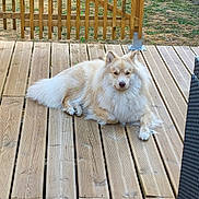 Bueno participe au concours pour gagner de l'argent avec cette photo : animal, canine, daylight, dog, domestic_animal, fence, fluffy, fur, grass, home, nature, outdoor, pet, portrait, quiet, relaxed, resting, summer, wooden_deck, yard