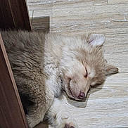 Bueno a rejoint le concours — aidez-le/la à gagner de superbes lots ! puppy, sleeping, dog, floor, wooden_floor, fur, cute, pet, animal, indoor, resting, paw, young, canine, cozy, peaceful, hidden, relaxed, adorable, soft