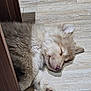 puppy, sleeping, dog, floor, wooden_floor, fur, cute, pet, animal, indoor, resting, paw, young, canine, cozy, peaceful, hidden, relaxed, adorable, soft
