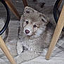 Bueno participe au concours pour gagner de l'argent avec cette photo : puppy, dog, indoor, floor, wooden_floor, chair_legs, cute, fluffy, pet, animal, young_dog, looking_up, cozy, domestic, companion, furry, playful, resting, small_dog, curious
