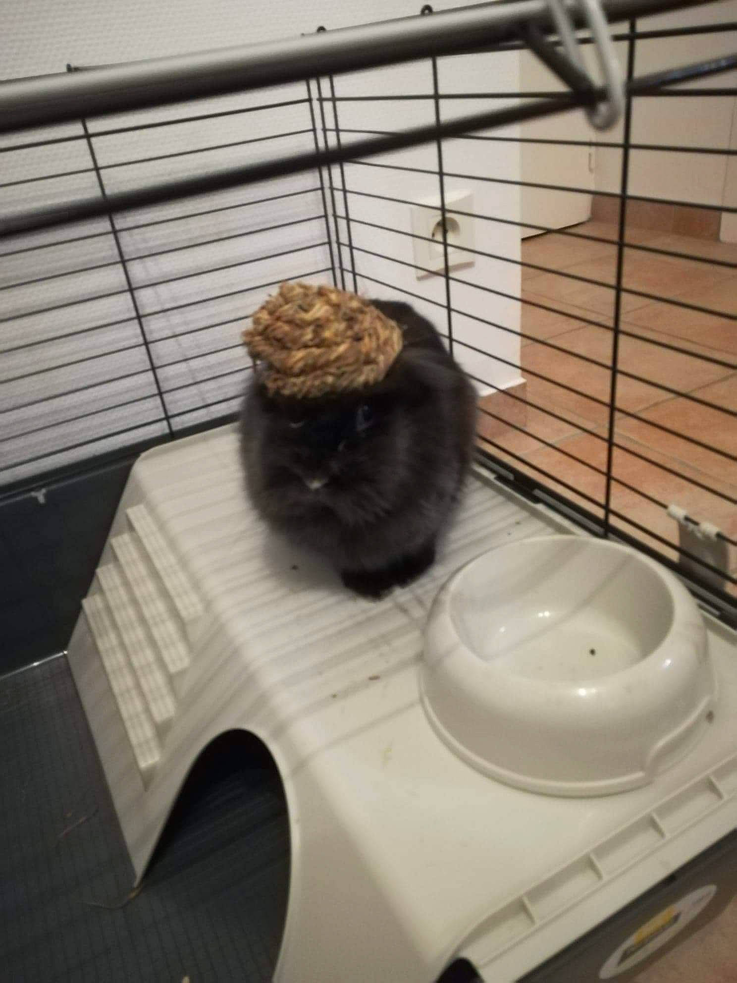 Lili a rejoint le concours — aidez-le/la à gagner de superbes lots ! cat, degu, rodent, room