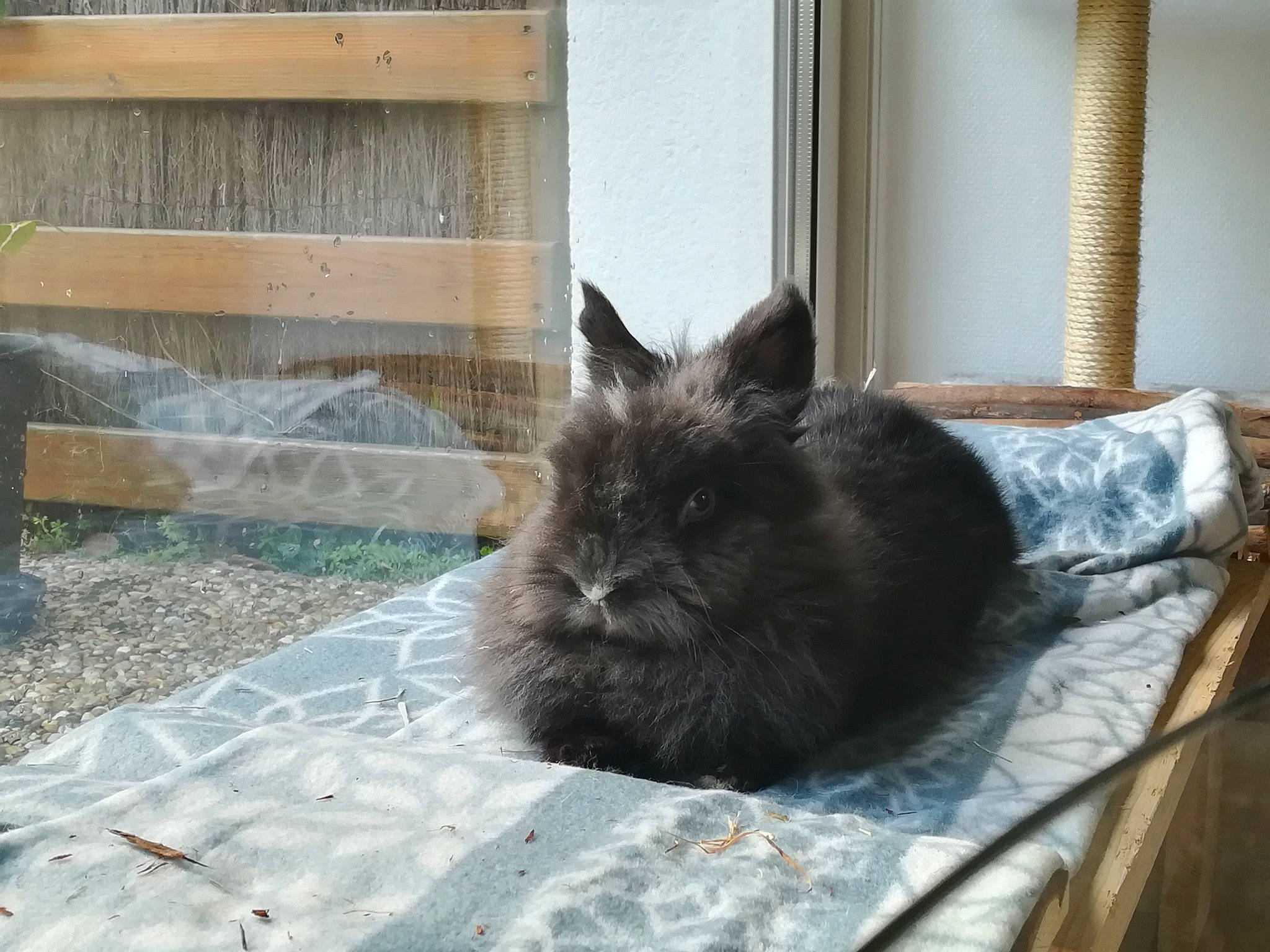 Lili a rejoint le concours — aidez-le/la à gagner de superbes lots ! angora_rabbit, cat, domestic_rabbit, ear, fawn, felidae, fur, mammal, rabbit, rabbits_and_hares, small_to_medium_sized_cats, snout, whiskers