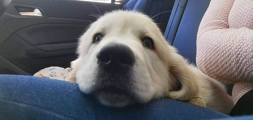 Saïko participe au concours pour gagner de l'argent avec cette photo : carnivore, cloud, comfort, companion_dog, dog, dog_breed, fur, snout, sporting_group, terrestrial_animal, whiskers, working_animal