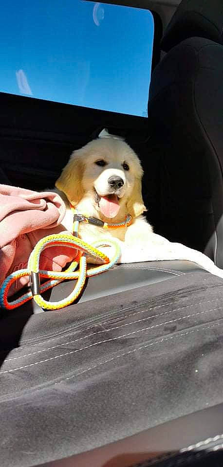 Saïko participe au concours pour gagner de l'argent avec cette photo : ball, canidae, carnivore, companion_dog, dog, dog_breed, dog_supply, eyewear, fashion_accessory, fawn, fur, happy, human_leg, recreation, sitting, sky, snout, sporting_group, toy, working_animal