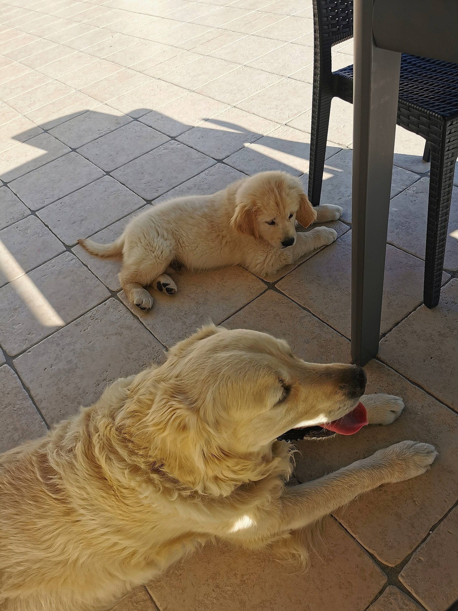 Saïko participe au concours pour gagner de l'argent avec cette photo : canidae, carnivore, chair, collar, companion_dog, dog, dog_breed, fawn, floor, flooring, hardwood, mammal, pet_supply, snout, sporting_group, table, tail, vertebrate, wood, working_animal