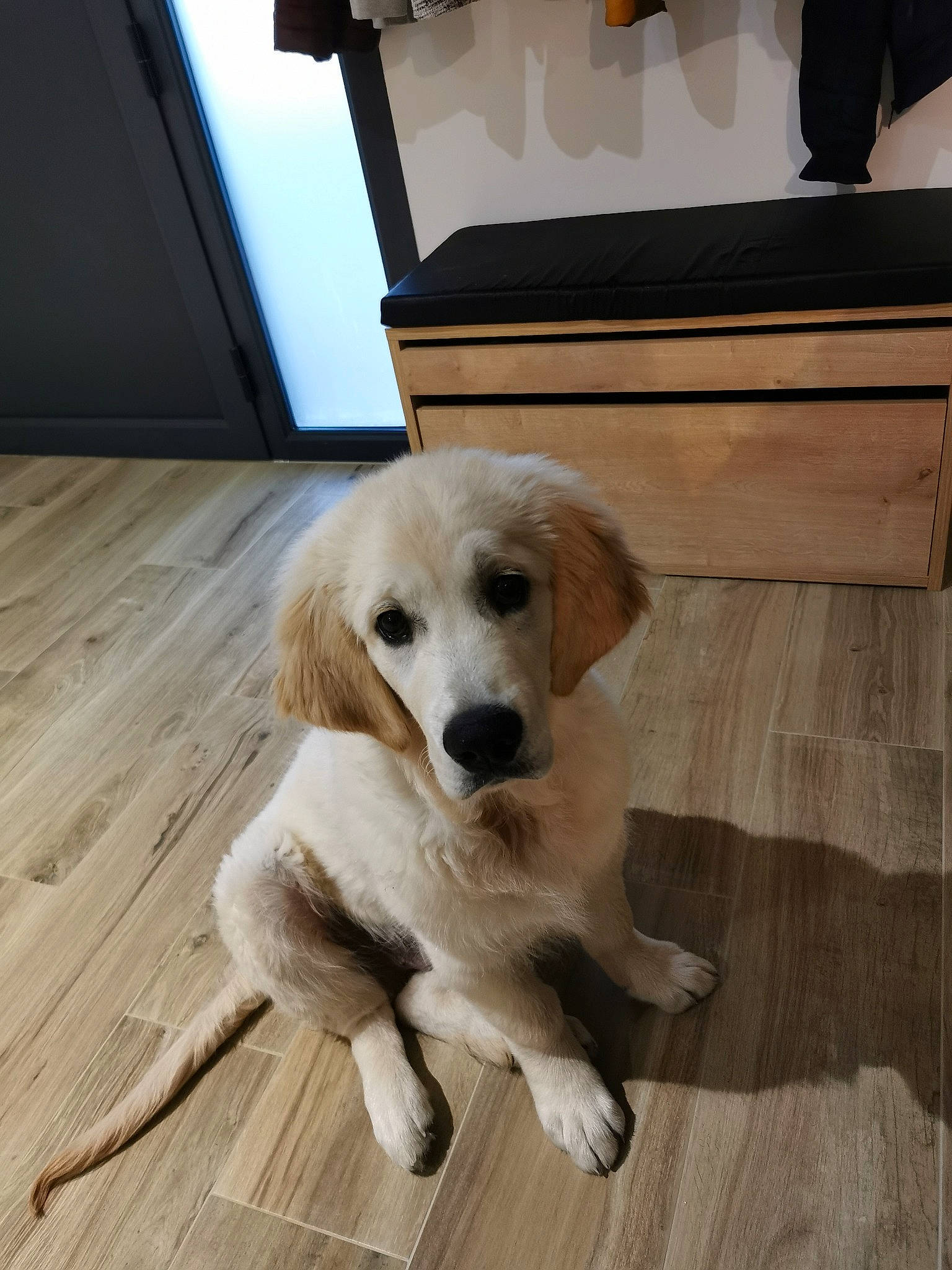 Saïko a rejoint le concours — aidez-le/la à gagner de superbes lots ! canidae, carnivore, companion_dog, dog, dog_breed, dog_supply, fawn, floor, flooring, fur, hardwood, pet_supply, plank, snout, sporting_group, tail, varnish, wood, wood_stain, working_animal