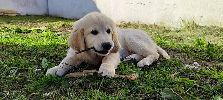 Saïko participe au concours pour gagner de l'argent avec cette photo : ancient_dog_breeds, carnivore, companion_dog, dog, dog_breed, fur, golden_retriever, grass, great_pyrenees, labrador_retriever, livestock_guardian_dog, plant, retriever, sporting_group, street_dog, terrestrial_animal, tree, working_dog