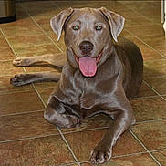Ripley is registered to the contest to win money with this photo: animal, brown_fur, canine, companion, cute, dog, domestic_animal, ears, friendly, happy, indoor, laying_down, mammal, paw, pet, portrait, relaxed, smiling, tile_floor, tongue_out
