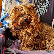 Jewel participe au concours pour gagner de l'argent avec cette photo : dog, long_hair, fluffy, brown, pet, indoor, chair, towel, curious, fur, nose, animal, home, cozy, relaxed, seated, portrait, cute, companion, domestic